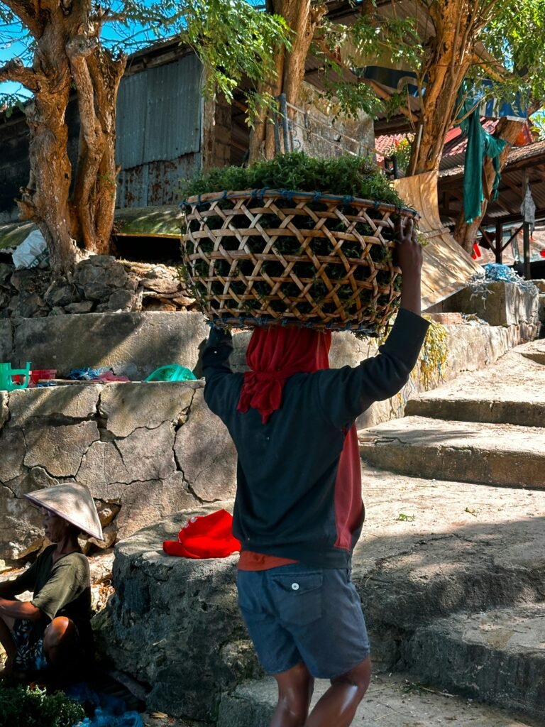 Seaweed Bali — Balinese Seaweed Experience in Nusa Penida