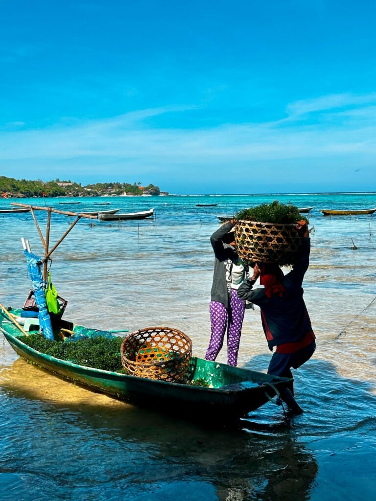 Balinese Seaweed — Balinese Seaweed Experience in Nusa Penida