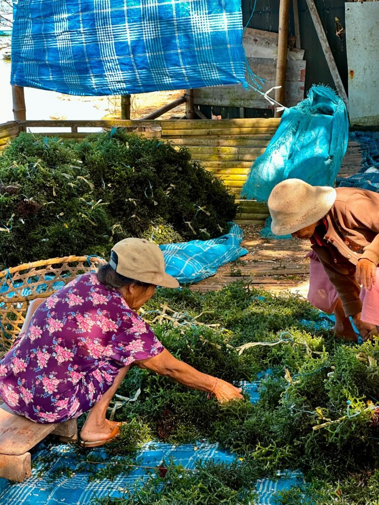 Seaweed Farming — Balinese Seaweed Experience in Nusa Penida