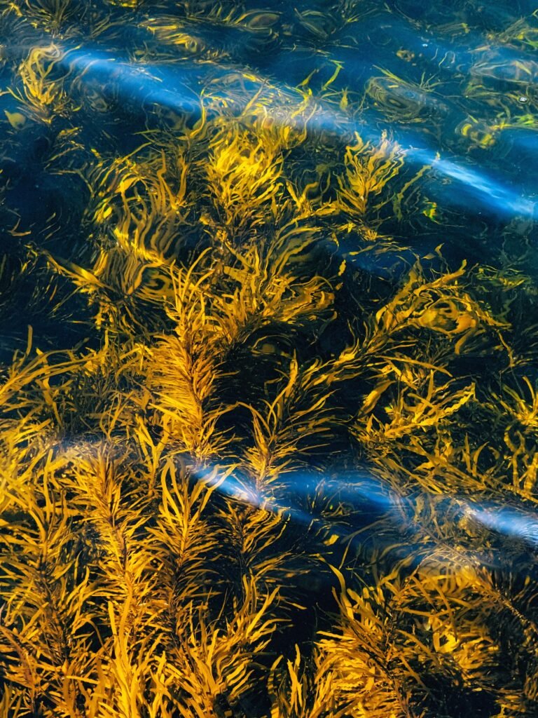 Seaweed Farming — Balinese Seaweed Experience in Nusa Penida