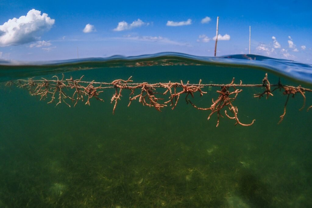 Seaweed Farming — Balinese Seaweed Experience in Nusa Penida